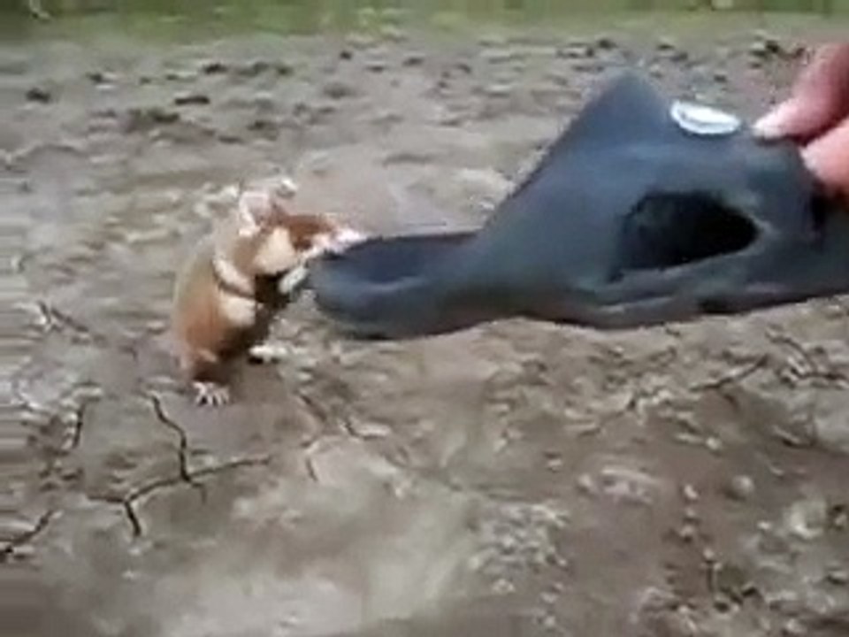 Insane Brave Hamster Attacks Two Guys