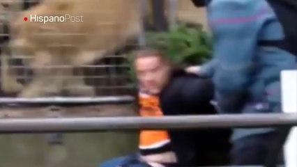 Borracho le busca pelea a los leones del zoológico de Amsterdam