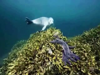 Alaskan Killer Shark Nature Documentary