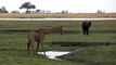 Giraffe bending down to drink on the Chobe River, Botswana, Africa