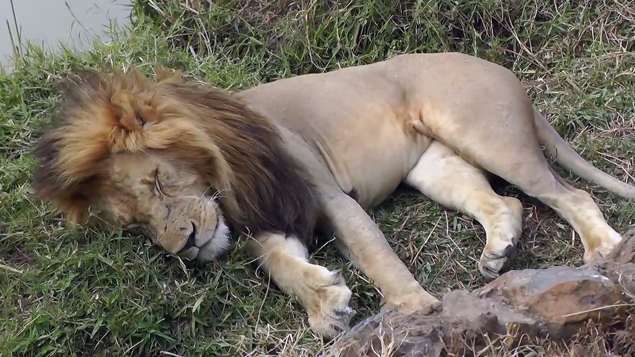 Handsome Male African Lion on the Masai Mara%2C Kenya