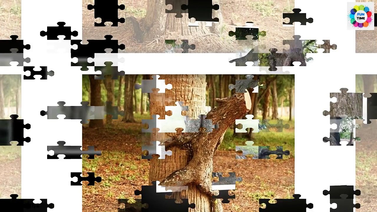 Funny Pictures ! Funny Trees Amazing ! Funny Shaped Plants ! Whatsapp Funny Images ! Amazing Trees