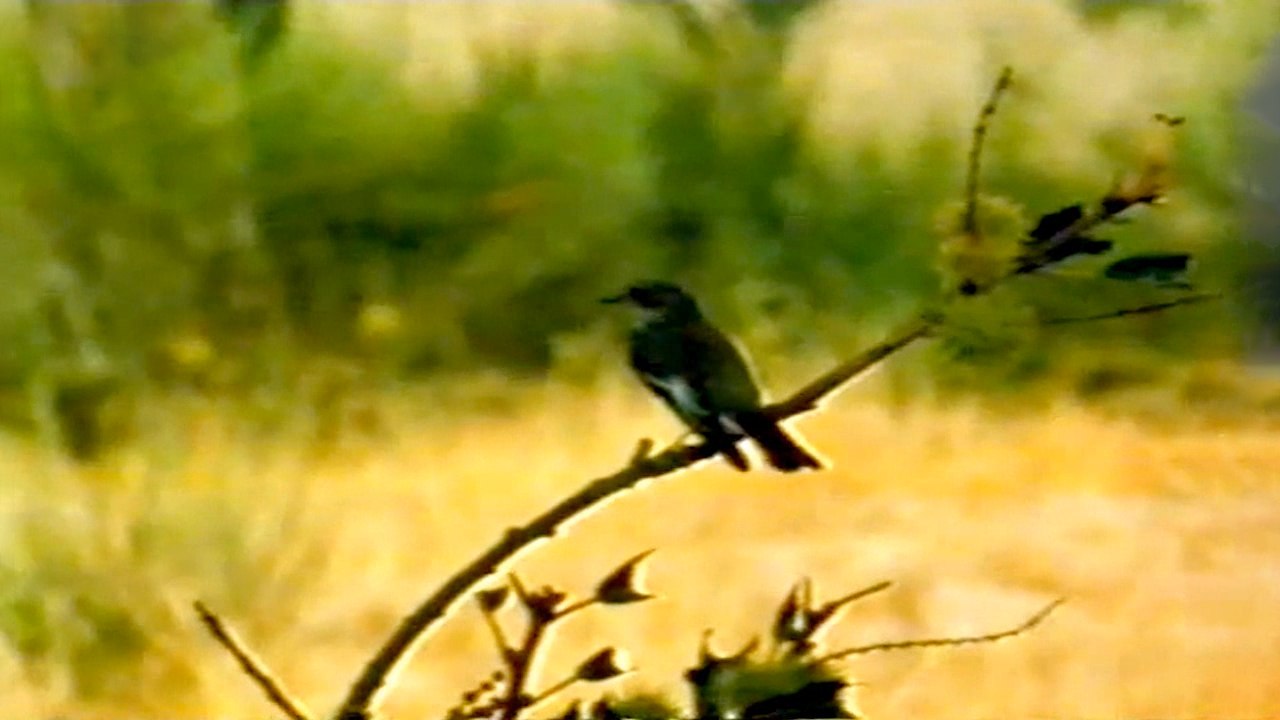 Šarena muharica (Opstanak, Anglia)