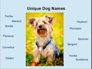 Funny Dog Names