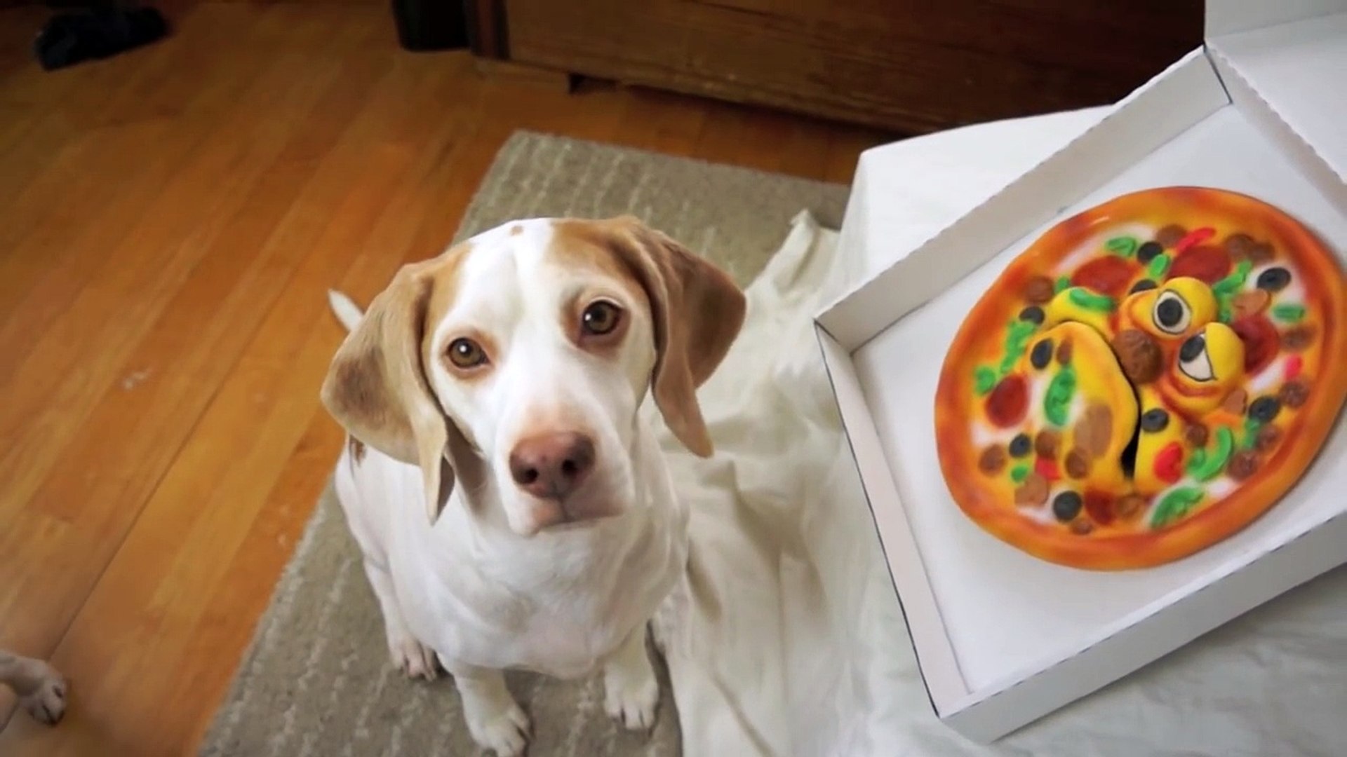 Funny Dog vs. Annoying Pizza Prank- Funny Dog Maymo