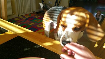 Funny dog wants to trade stolen toy for a breakfast - Charlie The Beagle