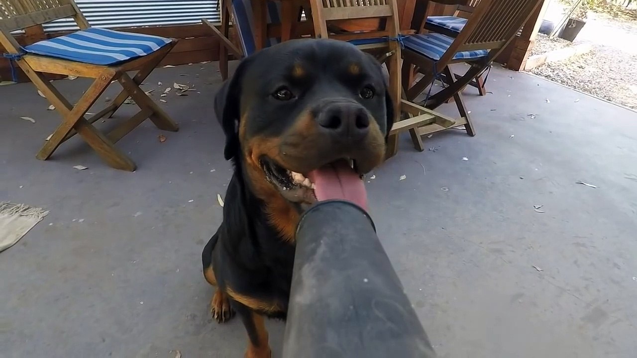 Funny dog with leaf blower
