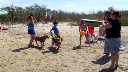 Funny Dogs at the Beach - Compilation