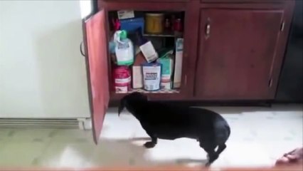 Ultimate Funny Dogs Stealing Food Compilation