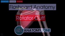 Rotator Cuff _ Flashcard Anatomy-2017