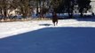 ✇ Dogs - Chocolate Labs - Labrador Retriever - Funny Dog In Snow