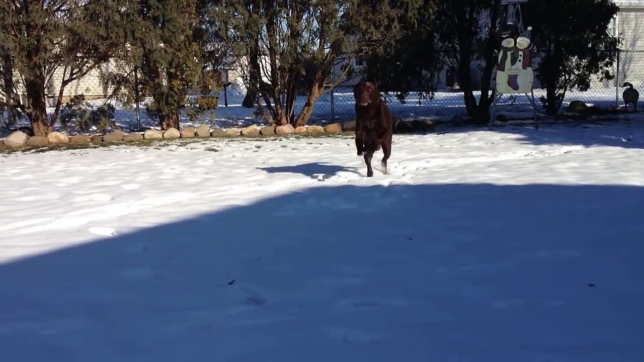 ✇ Dogs - Chocolate Labs - Labrador Retriever - Funny Dog In Snow