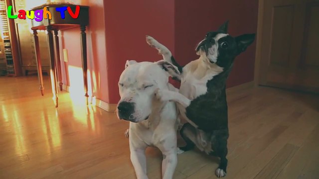 Cute Dogs Trick Who's your best friend Videos Compilation - Best funny dog vines 2016