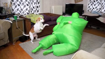 Dog Dances w-Man in Chub Suit- Funny Dog Maymo