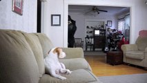 Dog Pranked by Dancing Gorilla- Funny Dog Maymo