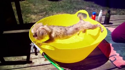 Dogs just don't want to take baths - funny dog bathing compilation