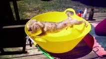 Dogs just don't want to take baths - funny dog bathing compilation