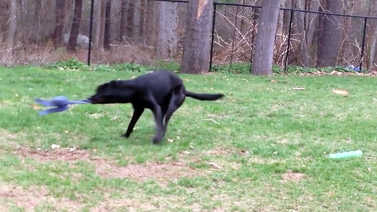 Funny Dog Can Spin Forever