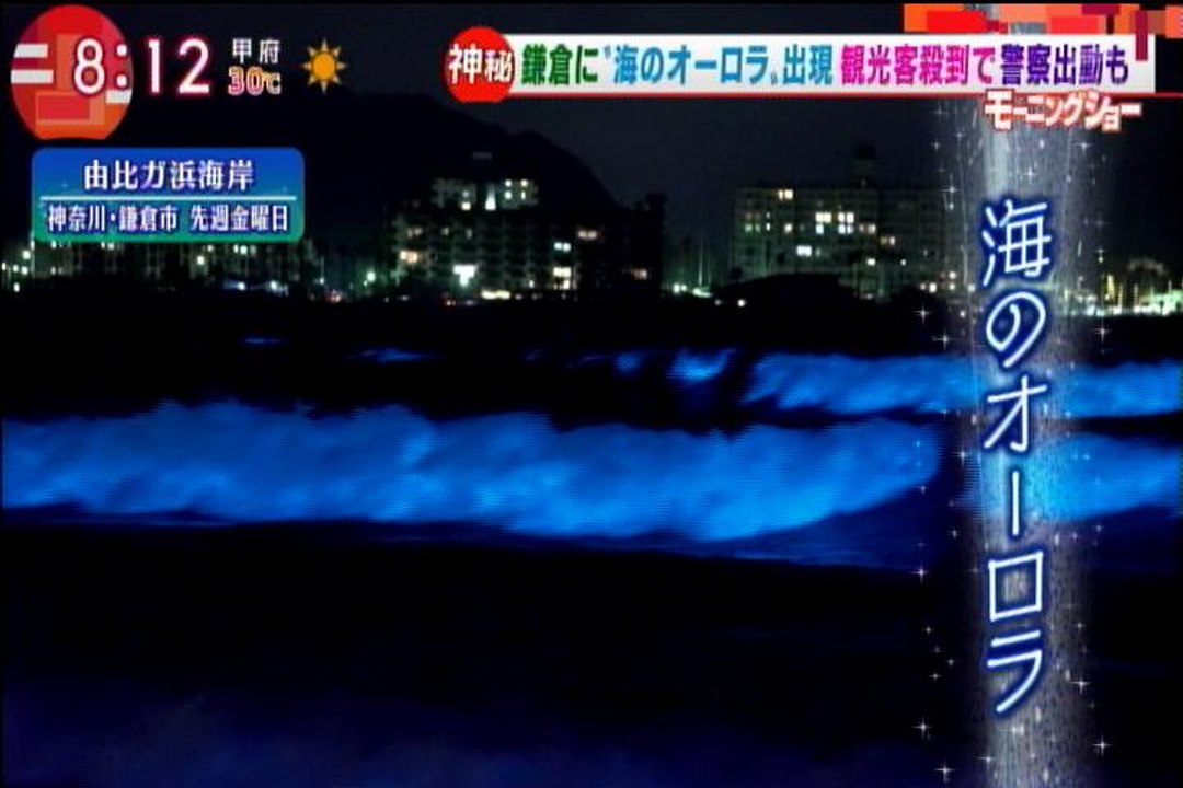 赤潮が夜に幻想的な青白い海のオーロラ【鎌倉に観光客殺到】神奈川