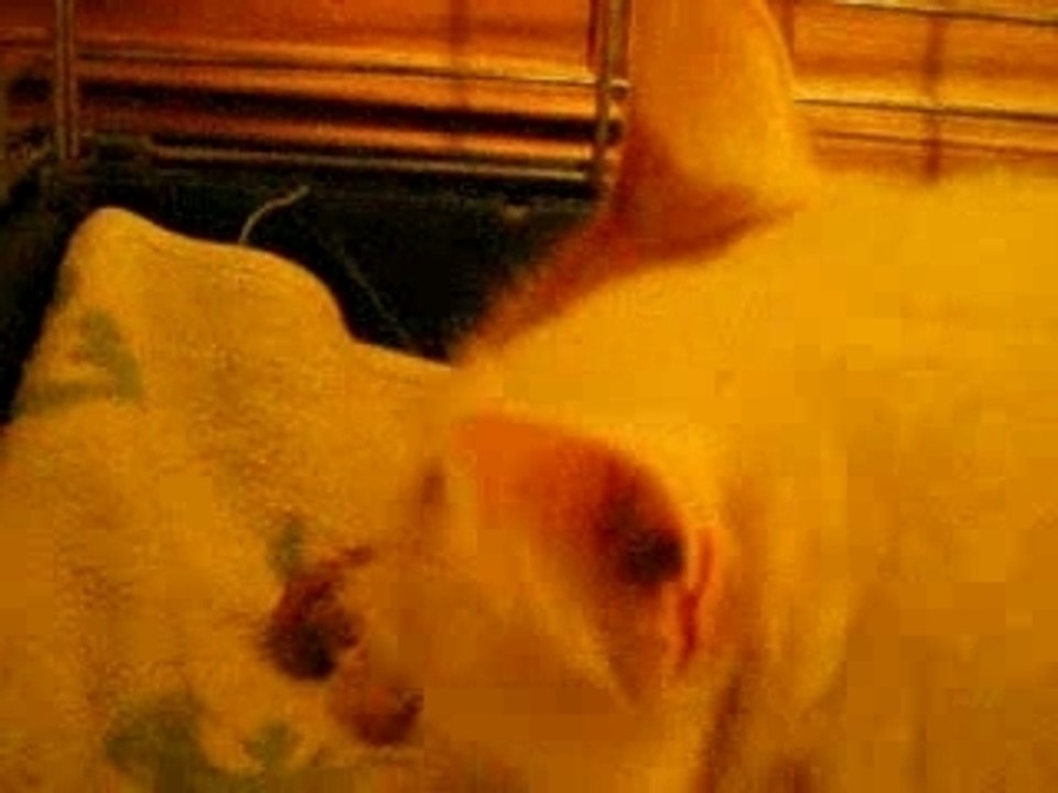 DEUXIEME CHATON DE ZILLAG