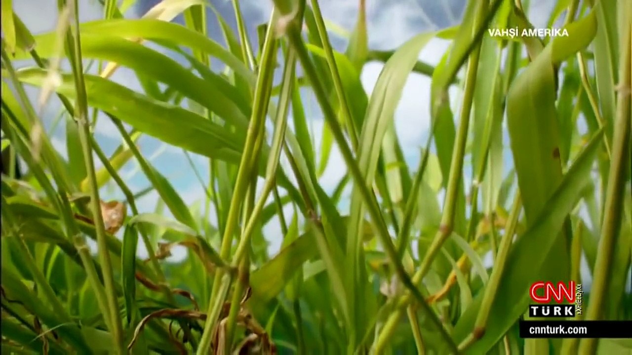 Erkek Zıplayan Örümceğin Tehlikeli Aşk Oyunu