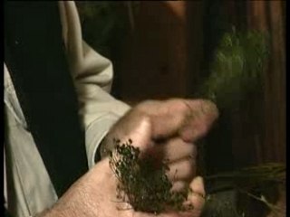 Les fleurs séchées