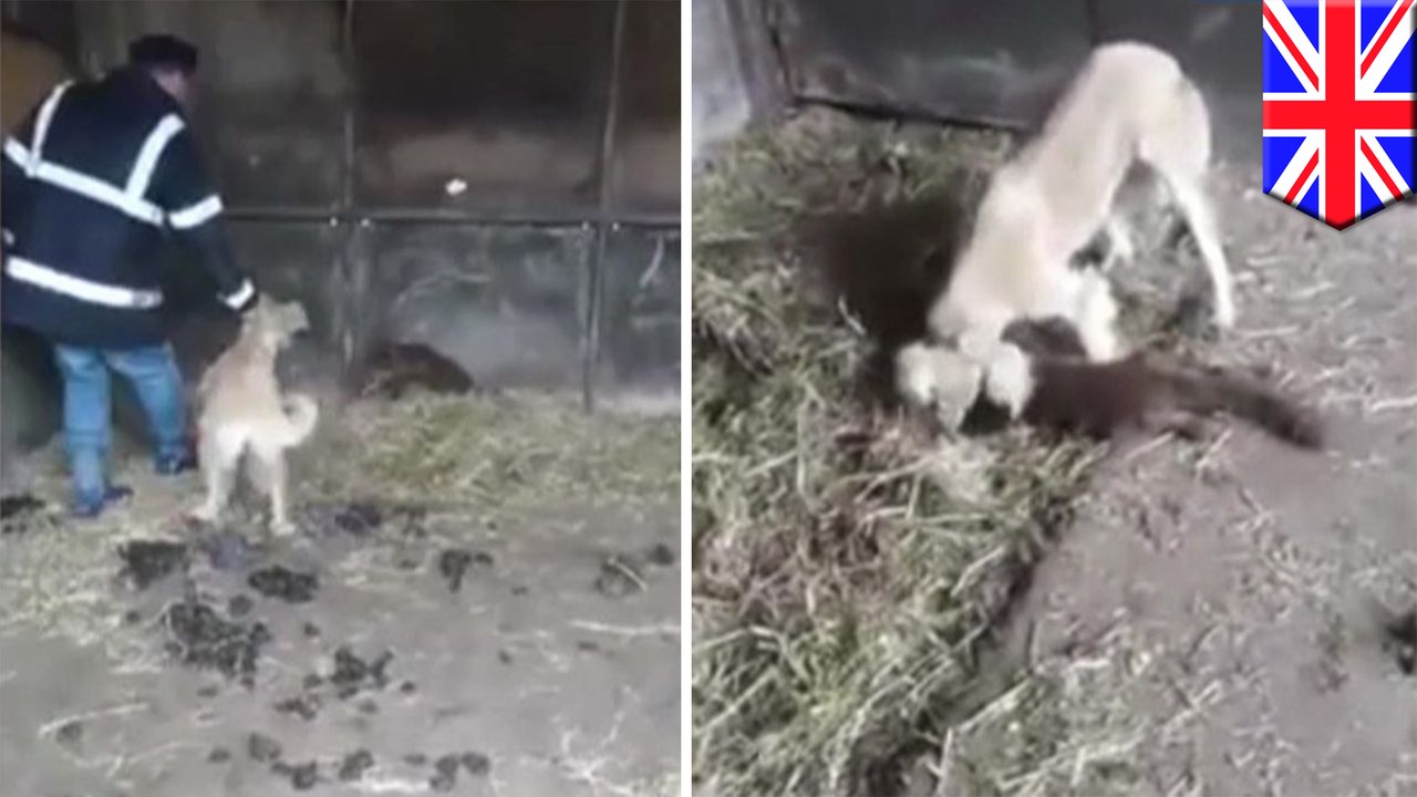 Farmers sic dogs on fox and laugh, upload cruel video to Facebook
