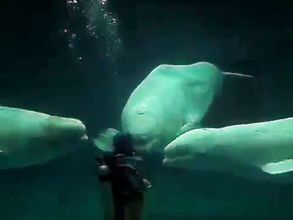 Три дельфина позитив Юмор  Прикол  Смех