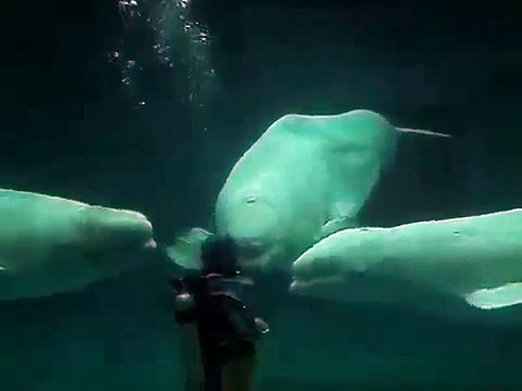 Три дельфина позитив Юмор Прикол Смех