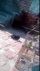 Eid Ul Azha 2016 - - - - -  Sheep Goat 19 April 2017(6)