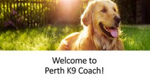 Perth K9 Coach - Dog Trainers