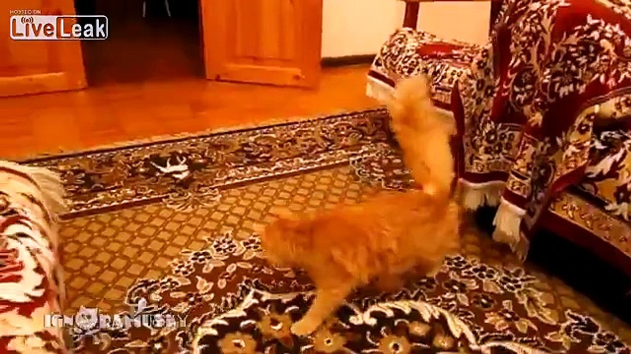 Cat Scared of Mario jump