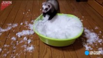 Ferret flips out at the sight of snow--JXFQBaiRP8