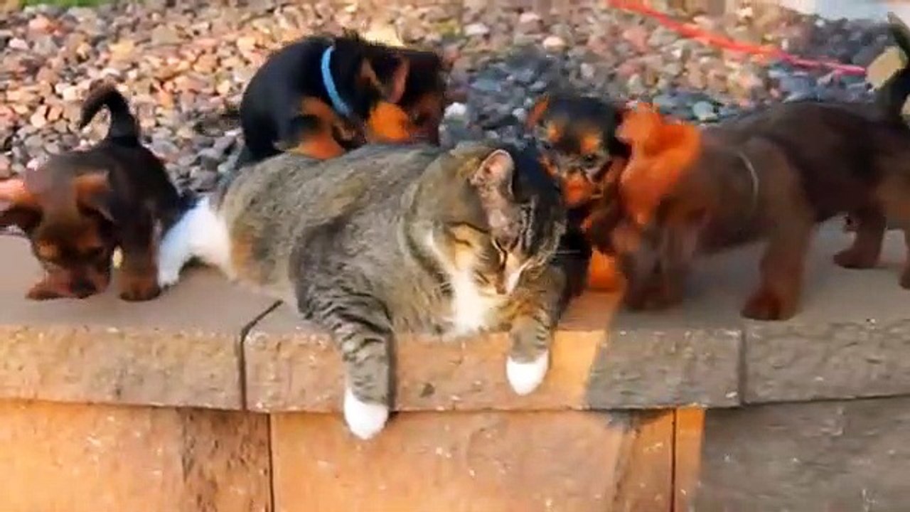 funny video _ funny cat