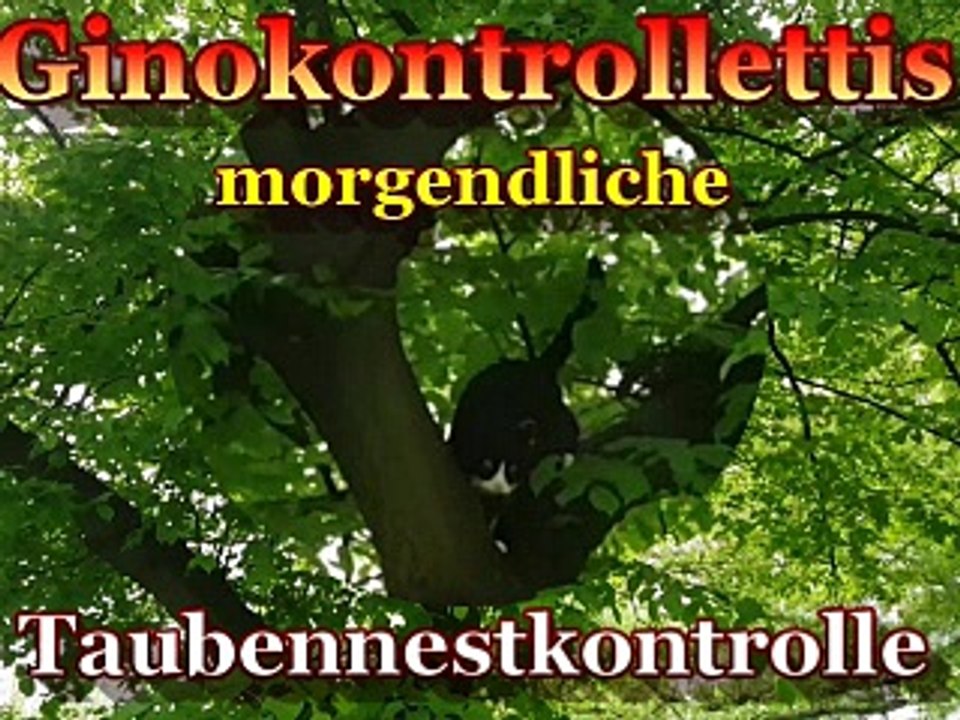 Ginos morgendliche Taubennestkontrolle