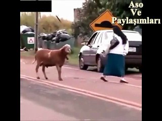 Kürtçe Dublaj Kadını Döven Koyun.Aso ve Paylaşımları