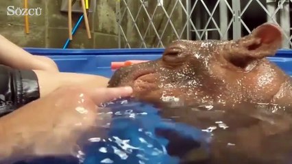 Dünyanın en korkutucu hayvanı zannediyorsunuz ama...