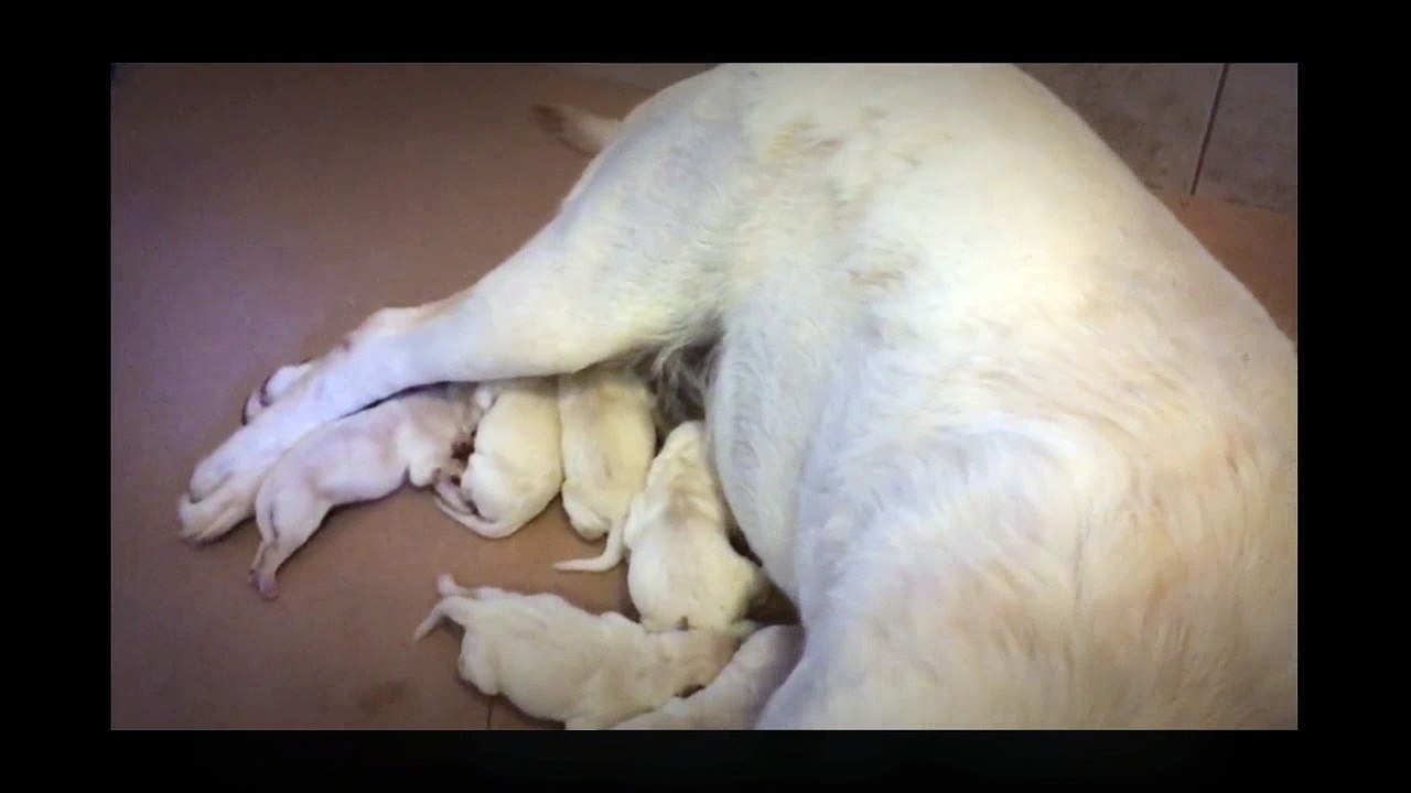 New Litter of Yellow & White Labrador Puppies for Sale