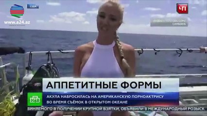 Akula suyun altında pornoaktrisaya hücum etdi