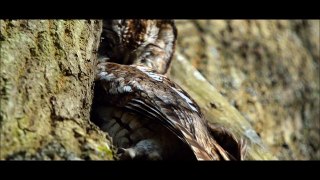 VLOG NATURANIUM spéciale chevreuils