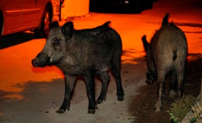 Bodrum'da Aç Kalan Domuzlar Şehre Indi