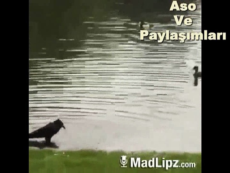 Kürtçe Dublaj Abe jın derdın.Aso ve Paylaşımları