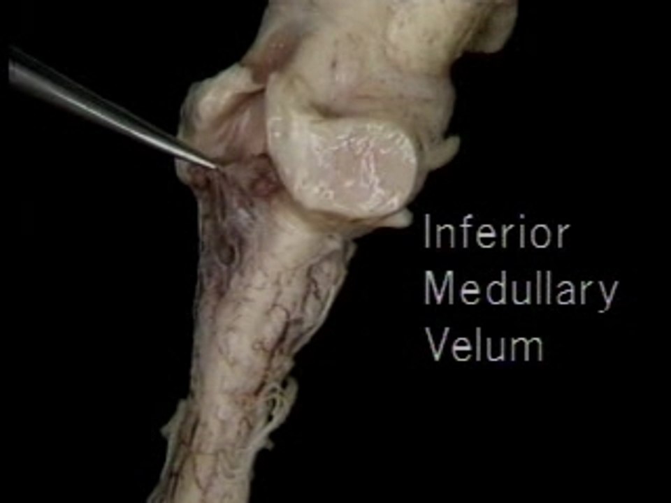 Brainstem 1