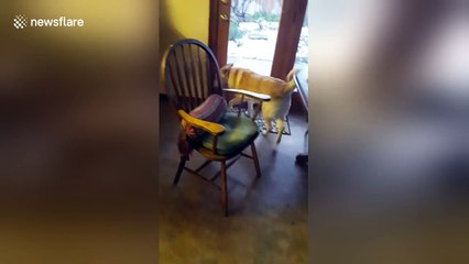 Dog makes 1,500 mile to trip to join cancer-suffering owner