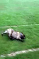 This Dog Knows How To Have Fun