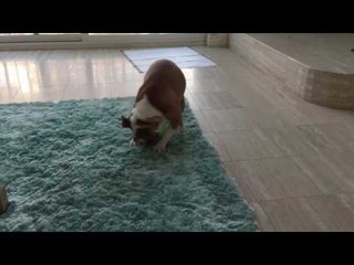 FUNNY bulldog puppy playing with her ball goes wild