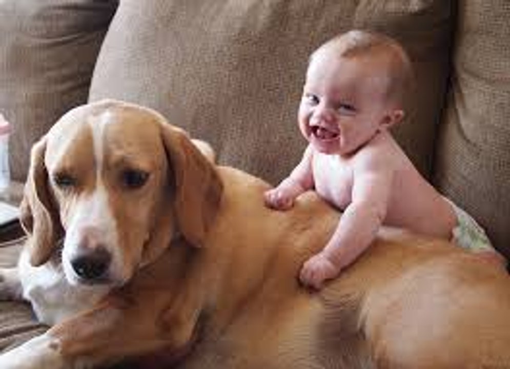 Funny video ,funny baby and dogs ,your child .