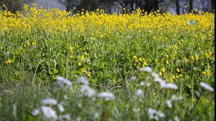 Düğün Çiçekleri Doğayı Sarıya Bürüdü
