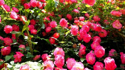 Elejda Dosi - Trendafil i bukur (Official Audio & Video PRO MUSIC ALBANIA )