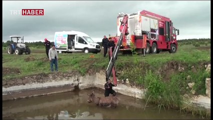 Yabani hayvanlardan kaçan eşek havuza düştü